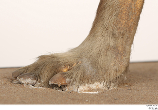 Striped Hyena Hyaena hyaena foot 0009.jpg